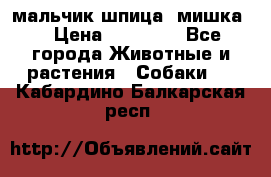 мальчик шпица (мишка) › Цена ­ 55 000 - Все города Животные и растения » Собаки   . Кабардино-Балкарская респ.
